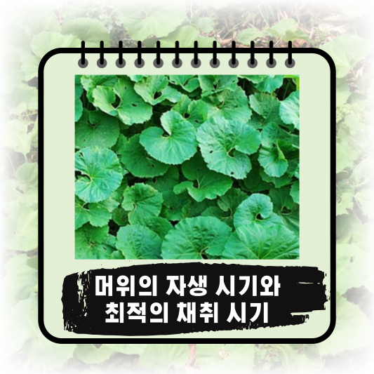 "머위" 자연의 선물!: 채취시기, 영양소, 효능 및 부작용