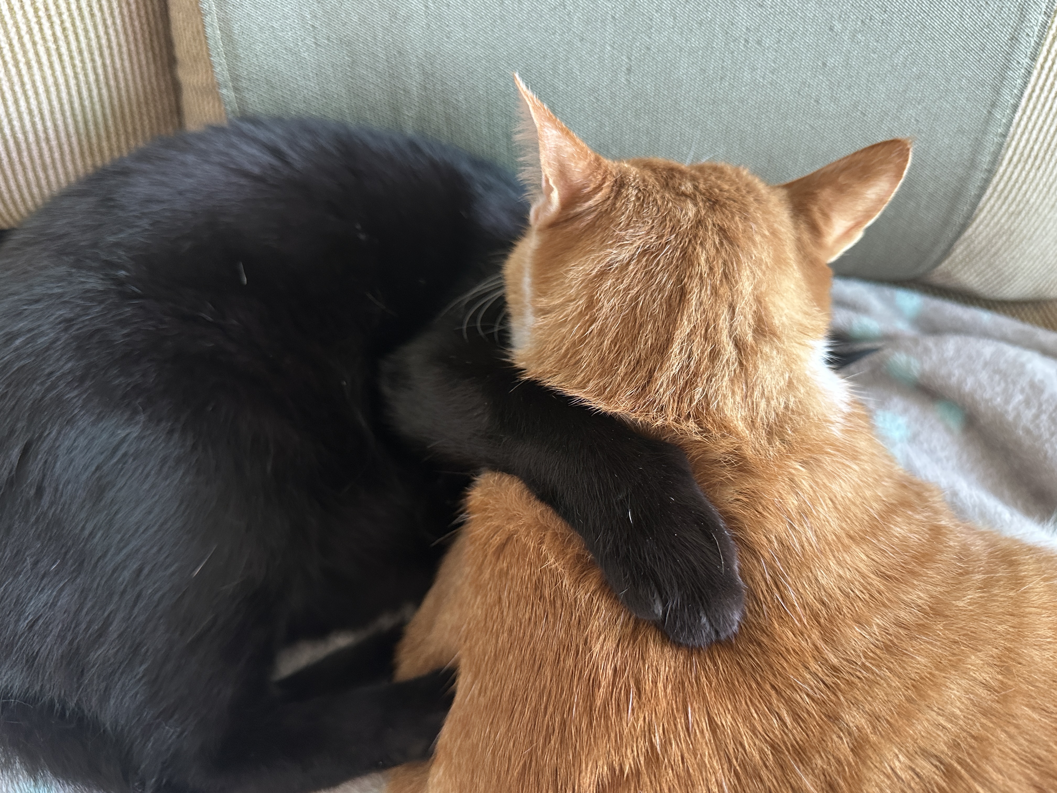 치즈냥이 호야와 올블랙 건이의 달달한 브로맨스 (feat. 달달한 호야와 딸같은 아들고양이 건이)