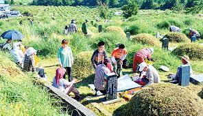 벌초대행 가격비교