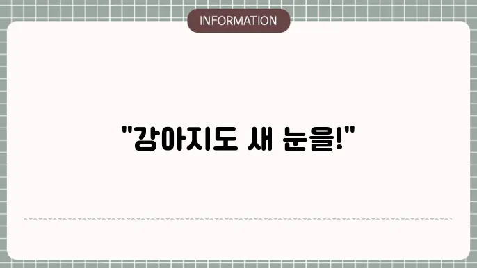 강아지 백내장 안약: