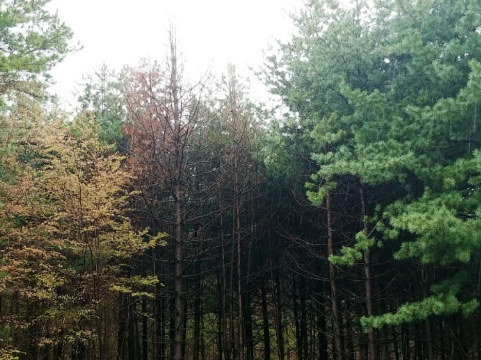 수원 아파트 소나무재선충병 감염 확인