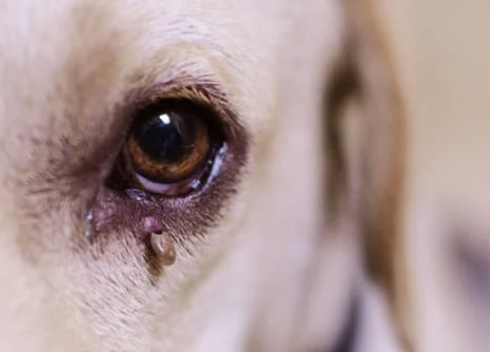 강아지 눈 주변 냄새, 왜 날까? 눈 영양제로 해결 방법까지