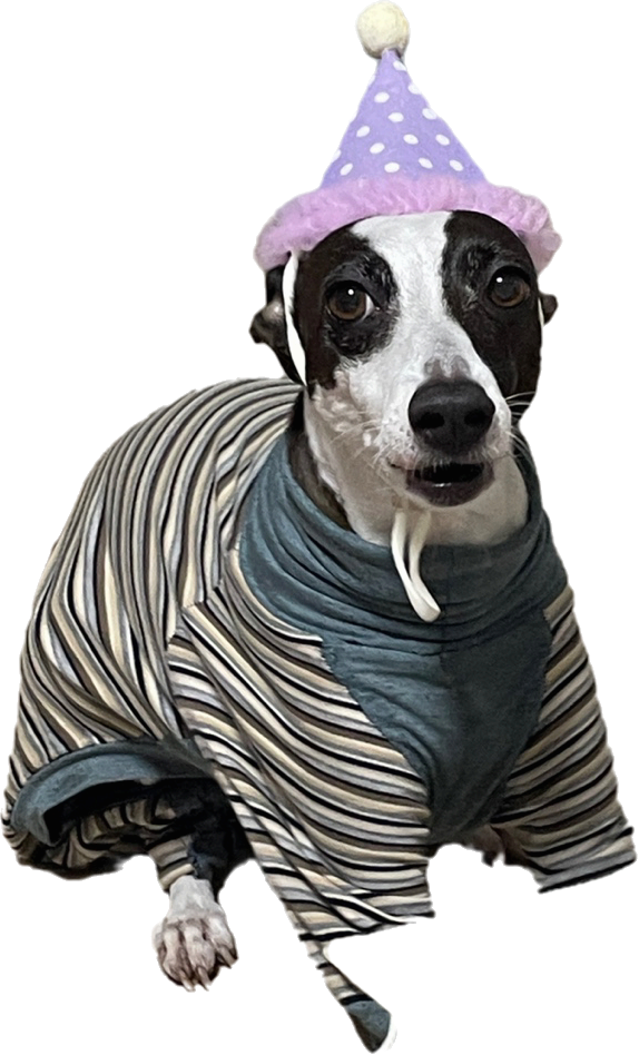 노령견이 다른 반려동물과 잘 지내도록 돕는 팁