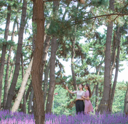 제3회 장항 맥문동 꽃축제