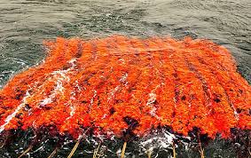 창립 30주년 기념식 및 멍게 소비촉진 행사 기본일정 및 프로그램 소개 (설하윤 출연)