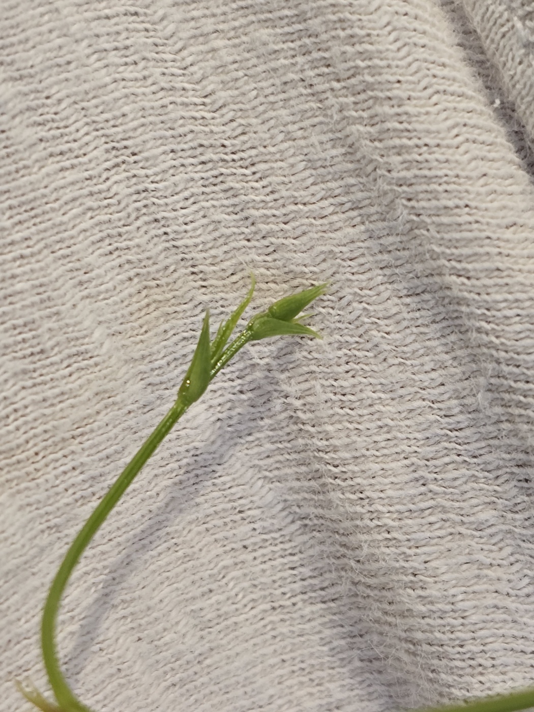 새순들은 쉼없이 생겨나고 있어요