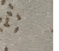 먼지다듬이 벌레