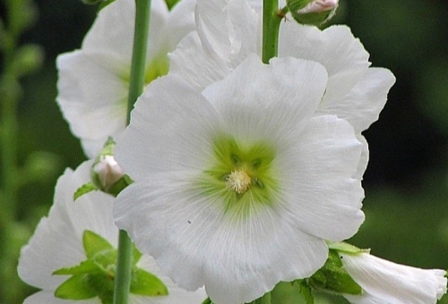 가을에 피는 꽃 종류 접시꽃