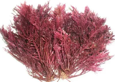 우뭇가사리 효능 부작용 먹는 법 궁합 좋은 음식 추천 정리_1