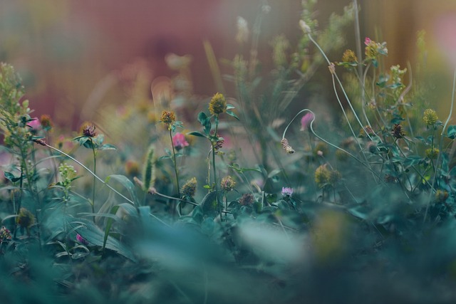 식물의 치유력 마음의 스트레스를 완화하는 법