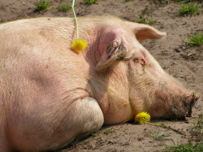 2025년 5월 17일 띠별(생년별) 오늘의 운세