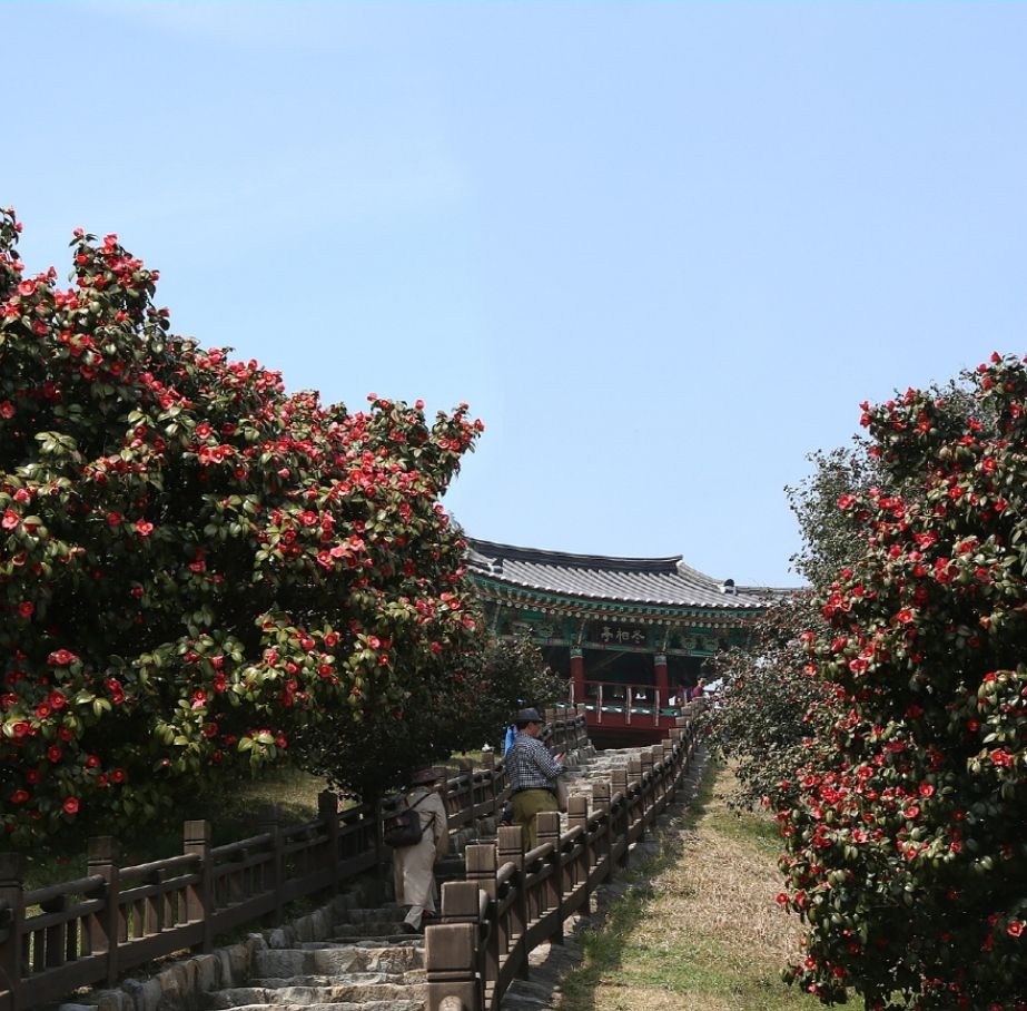 서천 동백나무숲