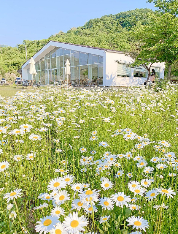 전국-샤스타데이지-명소-부안-변산