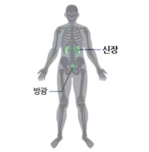 신장-사진4