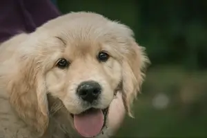 반려동물 강아지 사진