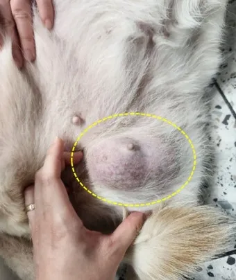 강아지 몸에 혹 악성종양 구분 세포검사 후기 사례집_2