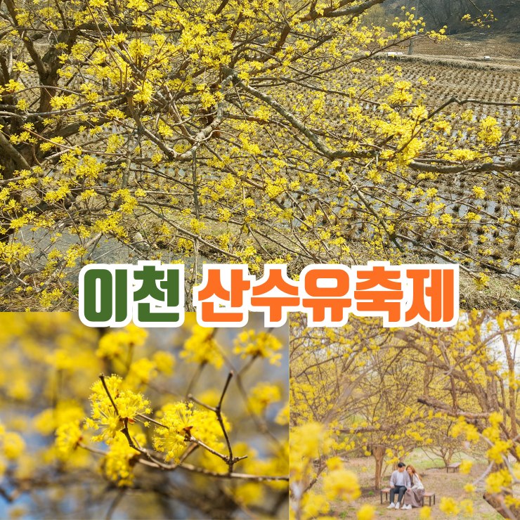 이천 산수유축제