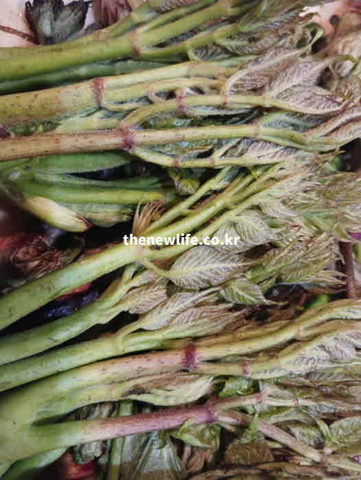 두릅 효능 영양성분 클로로겐산