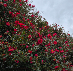 제주도 동백꽃 명소 best 5