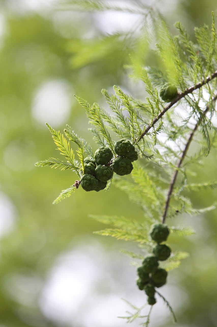 가을 데이트 명소 화담숲|단풍사진 인생샷 포인트