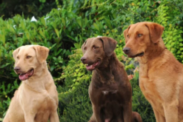 체서피크 베이 레트리버 사진