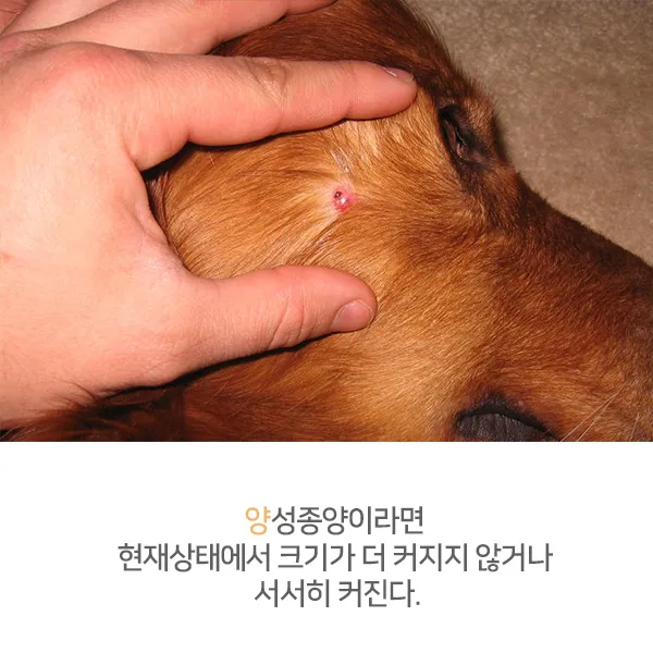 강아지 몸에 혹 악성종양 구분 세포검사 후기 사례집_6