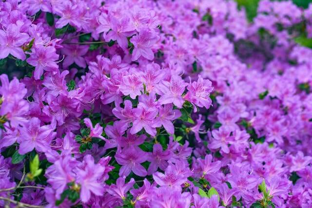 천주산 진달래 축제