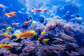 레일크루즈 해랑열차 효도관광 동부권 1박 2일 코스