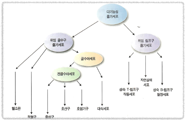 혈액 세포의 분화와 성숙 경로