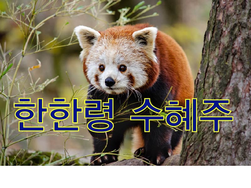 중국 시장 회복 관련 이미지