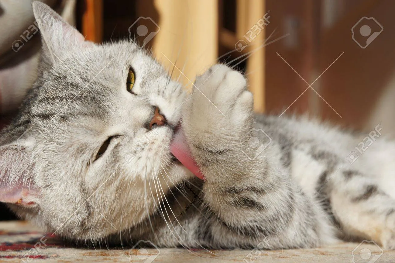 고양이가 발 핥는 이유_7