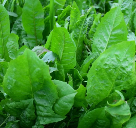 치커리 효능 부작용 먹는법 한눈에 정리