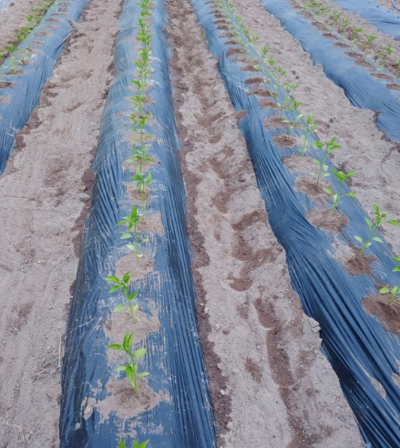 고추심기(고추 심는시기, 파종시기, 심는간격, 심는방법) 고추키우기 총정리!