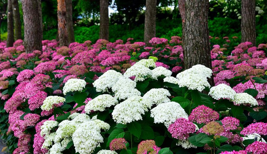 gongju-hydrangea-garden-festival