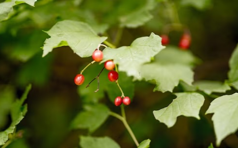 마가목 열매 효능