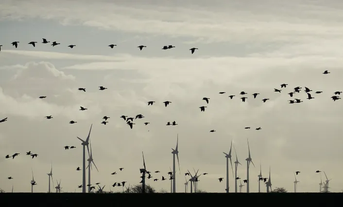 새떼가 하늘을 날고 있는 장면