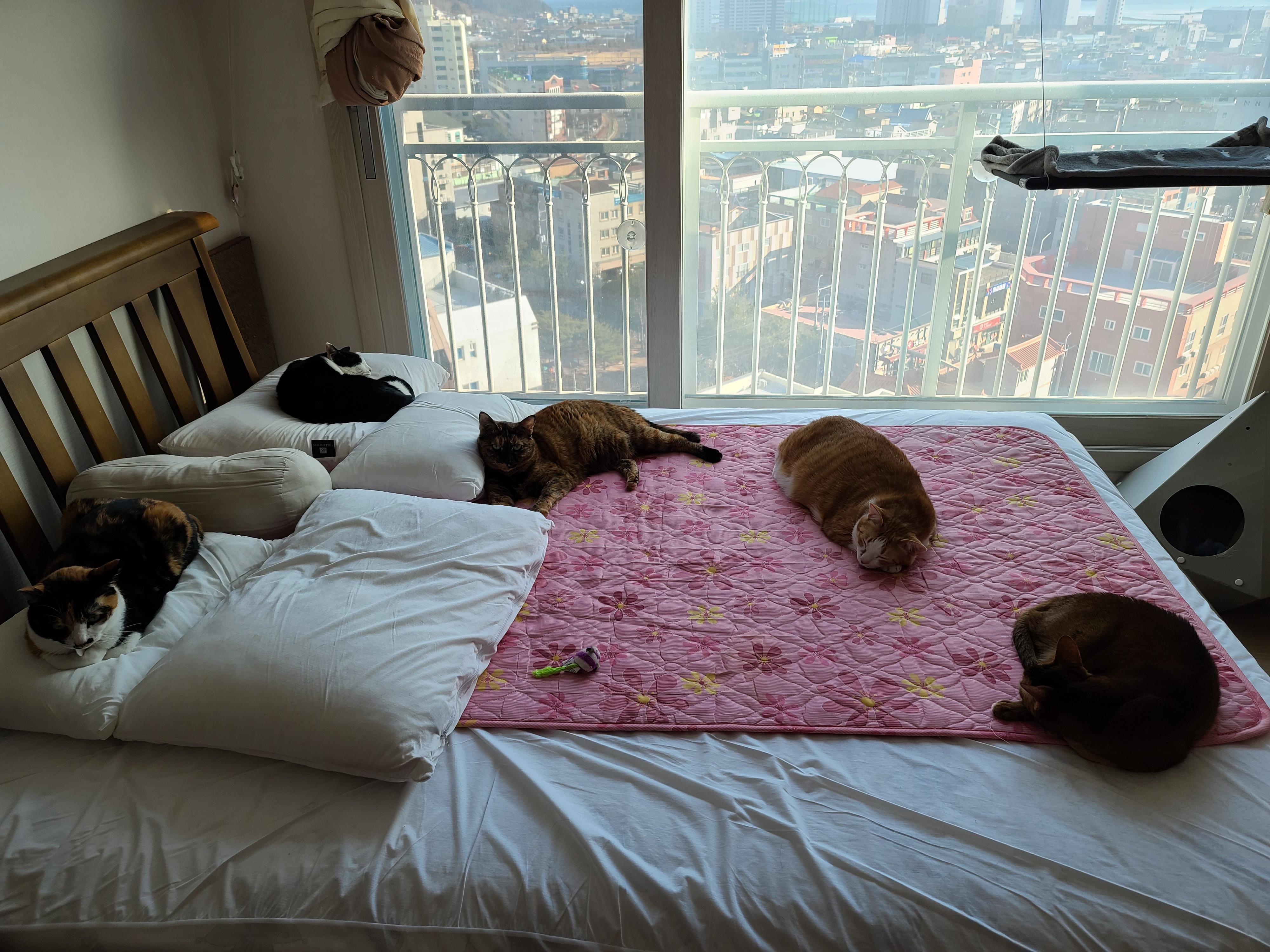 깔끔뭉치 내돈내산 리뷰