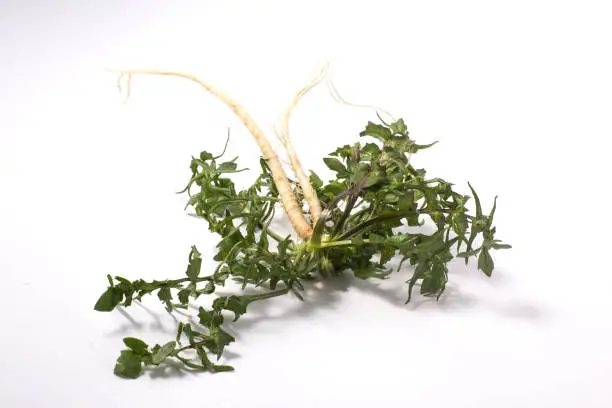 산나물 냉이 이미지