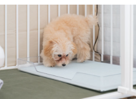 배변훈련 중인 토이푸들