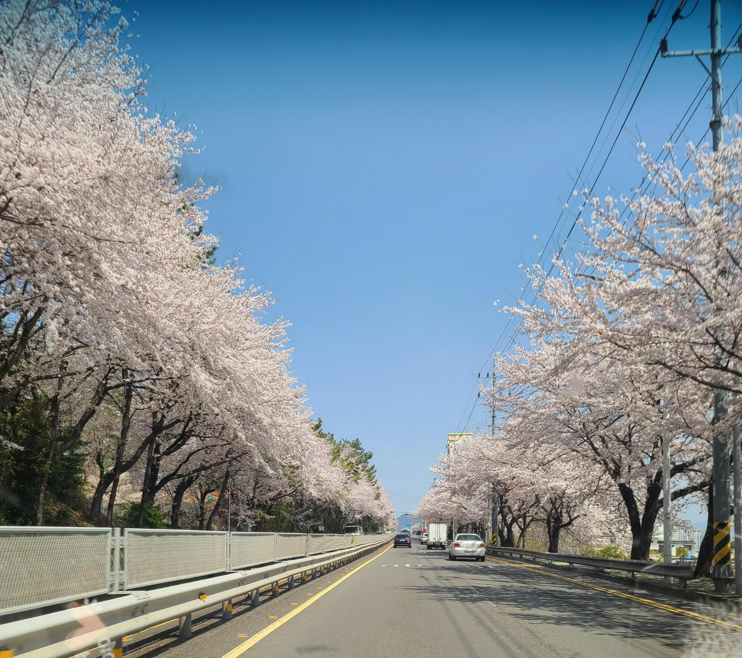 벚꽃이 활짝 펴서 벚꽃길이 되었다.