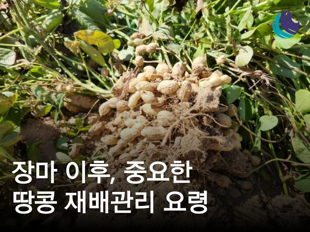 땅콩 재배 개화 후 흙 덮기 배수로 확보 칼슘 보충_5
