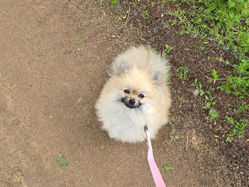 포메라니안