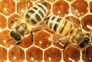 프로폴리스효능18