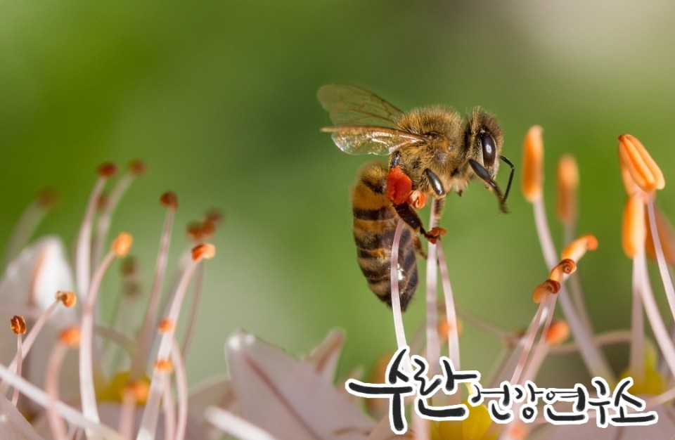 프로폴리스 필름형 원액4