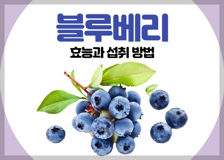 폭염속눈건강지키는블루베리의놀라운효능