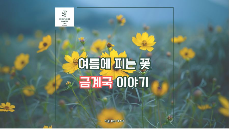 여름에 피는 꽃, 금계국 이야기