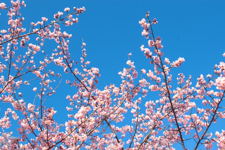 Beautiful cherry blossom branches against a clear blue sky in Shinjuku City, Tokyo.