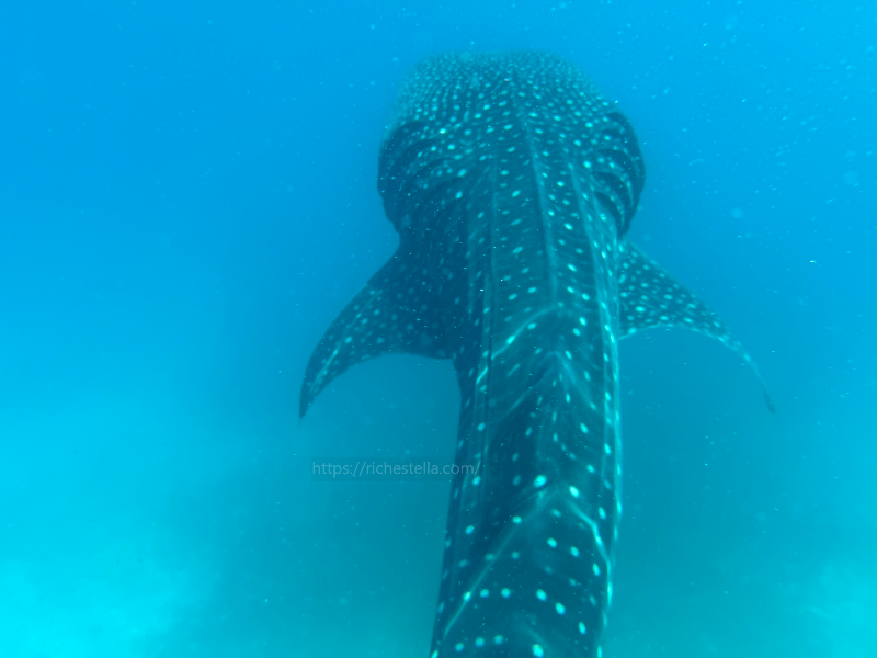 고래상어 스노쿨링