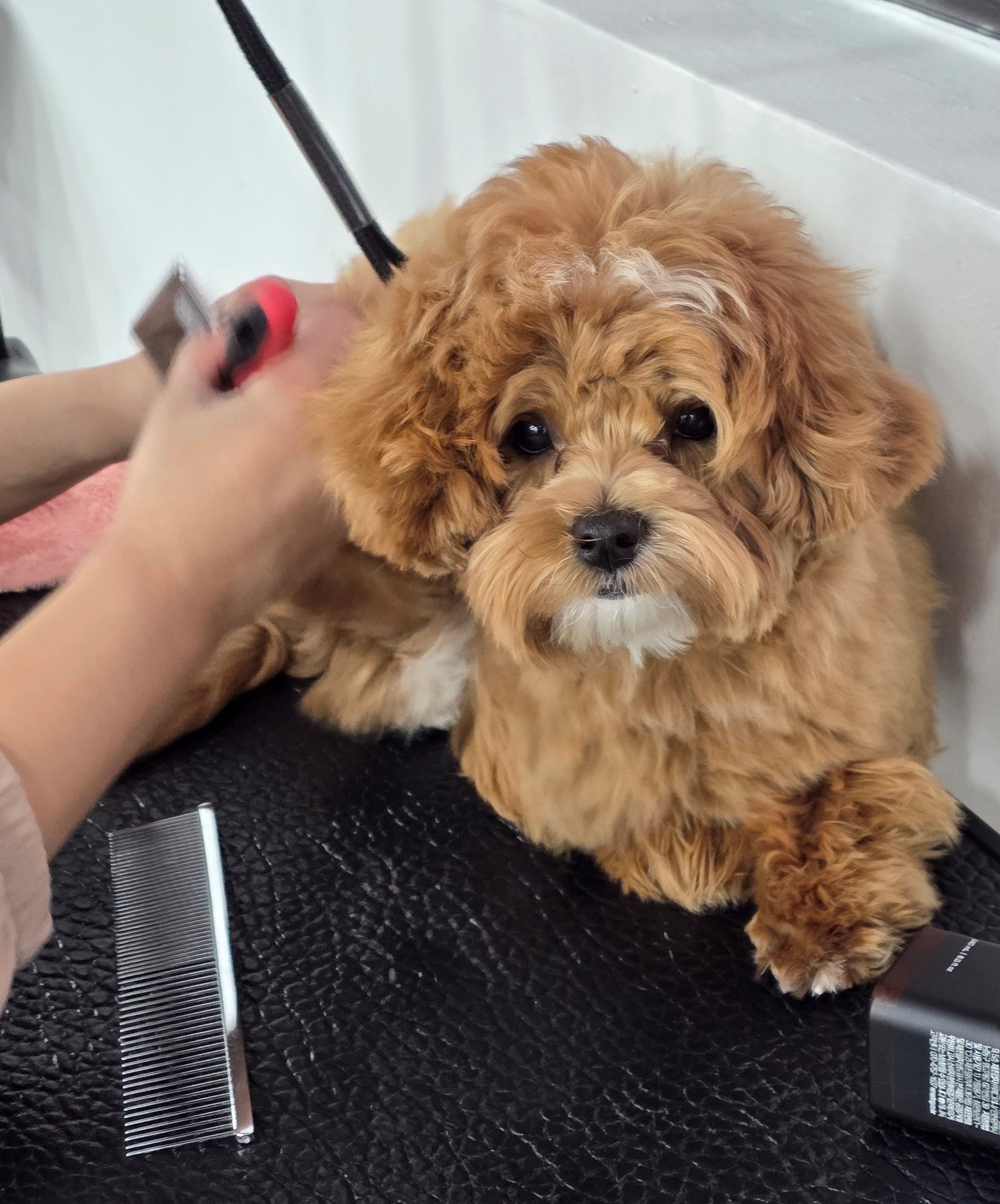 당진애견미용자격증