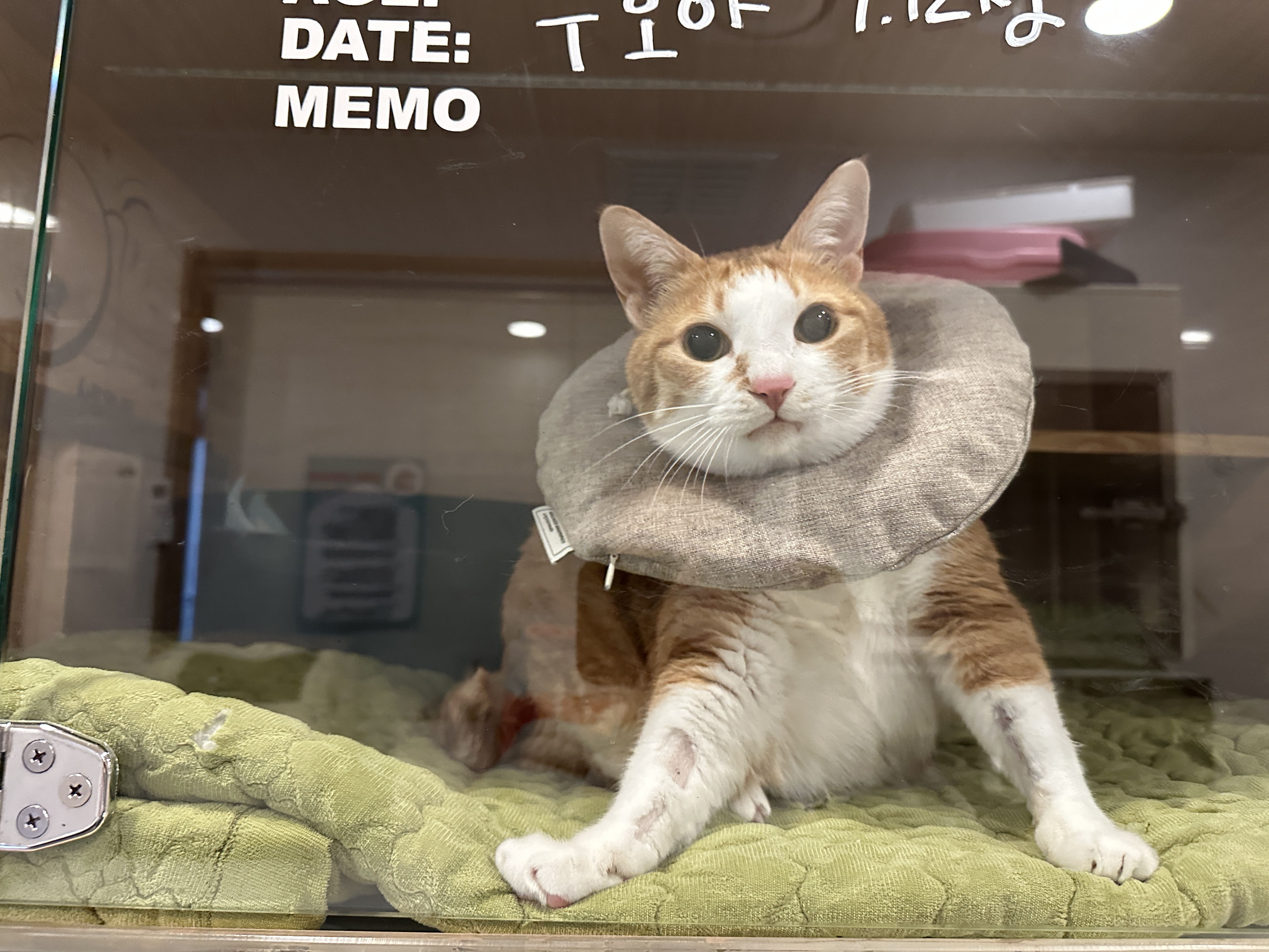 다시_입원한_호야_3